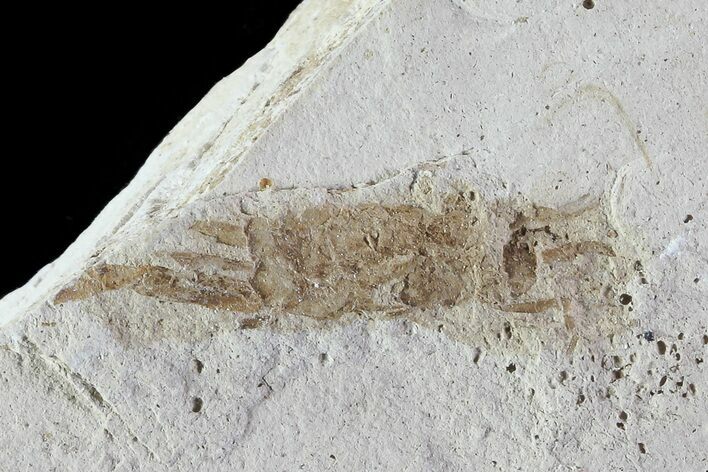 Fossil Pea Crab (Pinnixa) From California - Miocene #74470